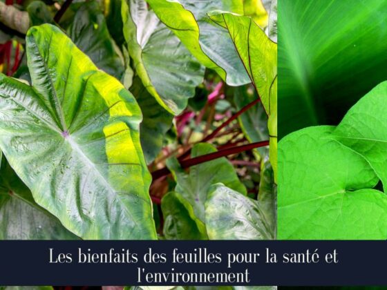 Les bienfaits des feuilles pour la santé et l'environnement