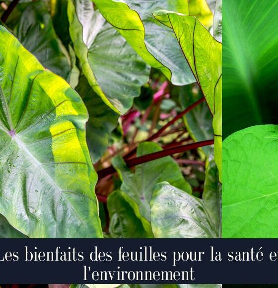 Les bienfaits des feuilles pour la santé et l'environnement