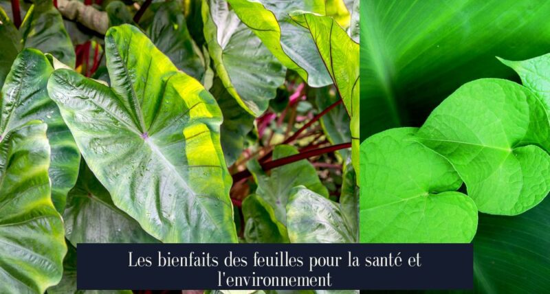 Les bienfaits des feuilles pour la santé et l'environnement