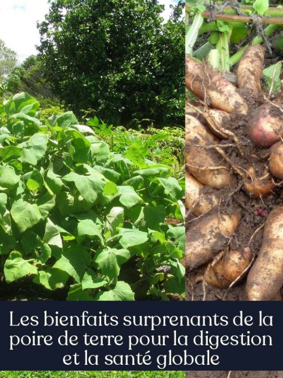 Les bienfaits surprenants de la poire de terre pour la digestion et la santé globale
