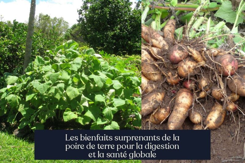 Les bienfaits surprenants de la poire de terre pour la digestion et la santé globale