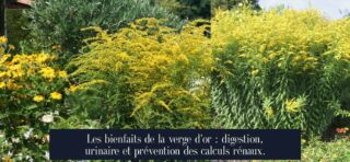 Les bienfaits de la verge d'or : digestion, urinaire et prévention des calculs rénaux.