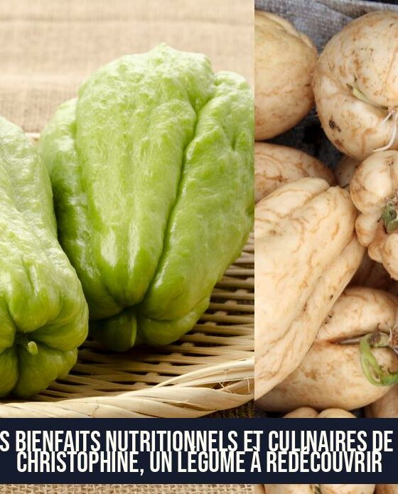 Les bienfaits nutritionnels et culinaires de la christophine, un légume à redécouvrir