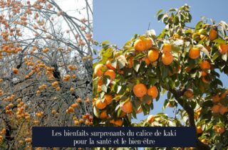 Les bienfaits surprenants du calice de kaki pour la santé et le bien-être