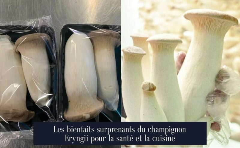 Les bienfaits surprenants du champignon Eryngii pour la santé et la cuisine