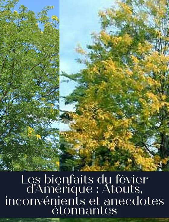 Les bienfaits du févier d'Amérique : Atouts, inconvénients et anecdotes étonnantes