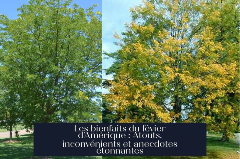 Les bienfaits du févier d'Amérique : Atouts, inconvénients et anecdotes étonnantes