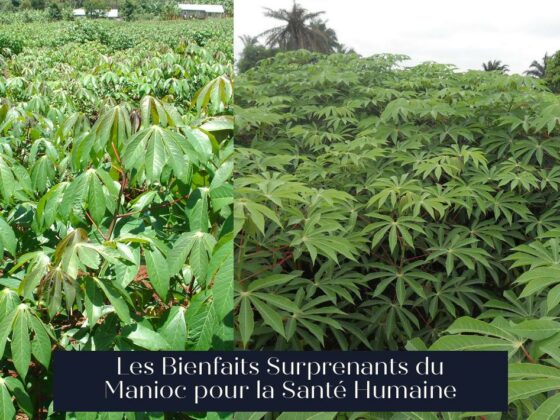 Les Bienfaits Surprenants du Manioc pour la Santé Humaine