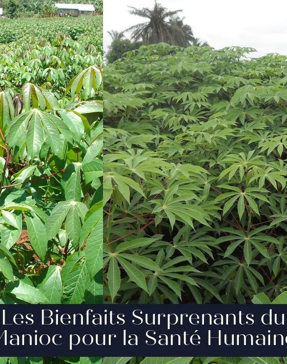 Les Bienfaits Surprenants du Manioc pour la Santé Humaine