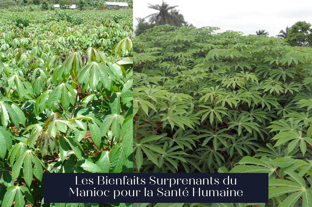 Les Bienfaits Surprenants du Manioc pour la Santé Humaine