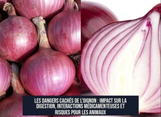 Les dangers cachés de l'oignon : impact sur la digestion, interactions médicamenteuses et risques pour les animaux