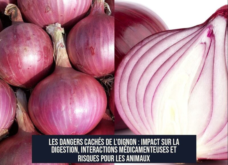 Les dangers cachés de l'oignon : impact sur la digestion, interactions médicamenteuses et risques pour les animaux