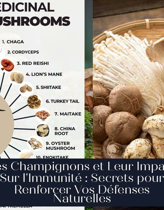 Les Champignons et Leur Impact Sur l'Immunité : Secrets pour Renforcer Vos Défenses Naturelles