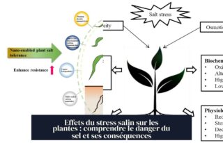 Effets du stress salin sur les plantes : comprendre le danger du sel et ses conséquences