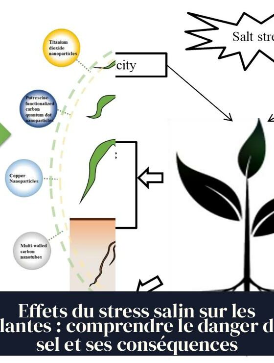 Effets du stress salin sur les plantes : comprendre le danger du sel et ses conséquences