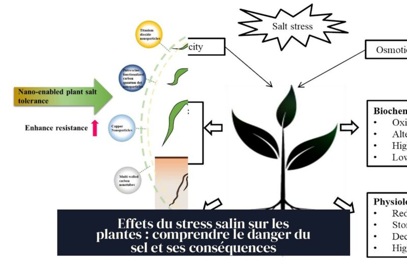 Effets du stress salin sur les plantes : comprendre le danger du sel et ses conséquences
