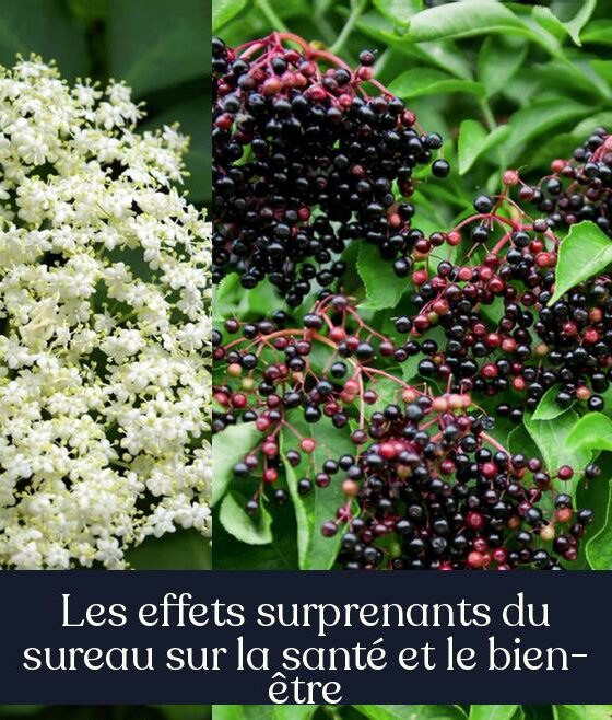 Les effets surprenants du sureau sur la santé et le bien-être