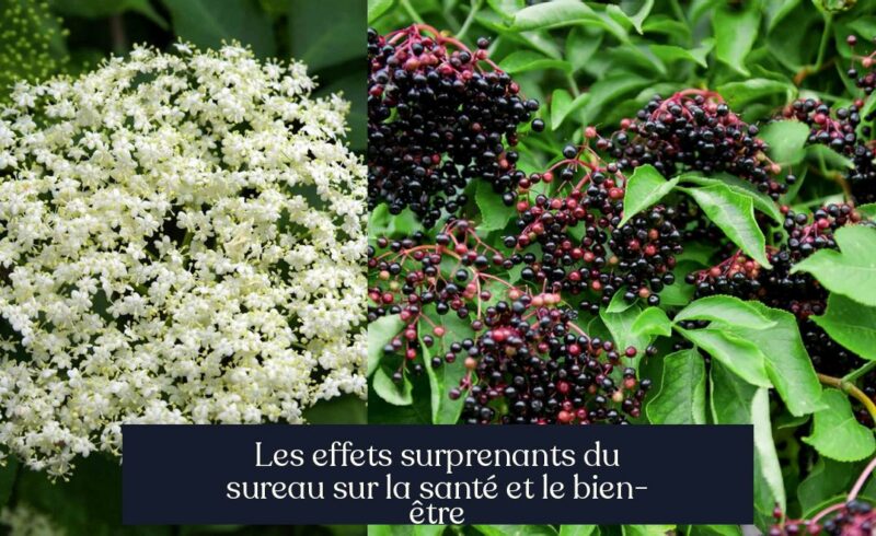 Les effets surprenants du sureau sur la santé et le bien-être