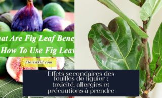 Effets secondaires des feuilles de figuier : toxicité, allergies et précautions à prendre