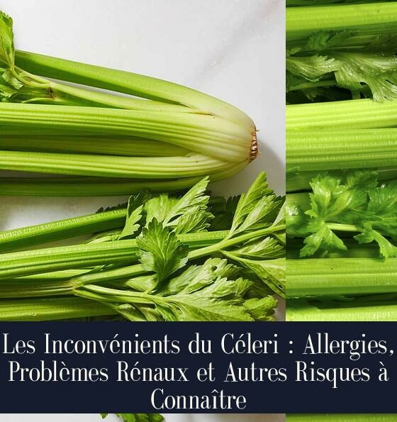 Les Inconvénients du Céleri : Allergies, Problèmes Rénaux et Autres Risques à Connaître