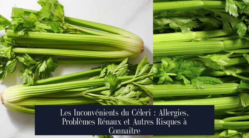 Les Inconvénients du Céleri : Allergies, Problèmes Rénaux et Autres Risques à Connaître
