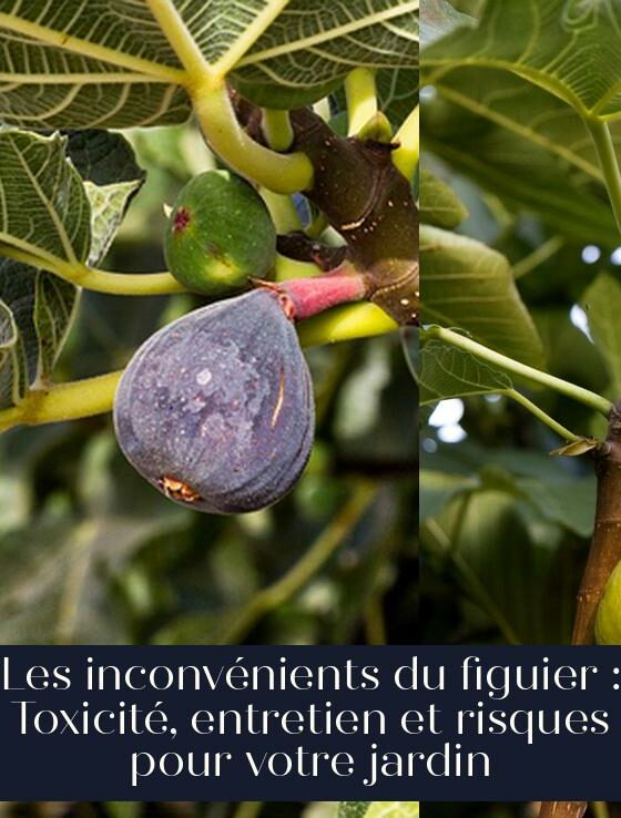 Les inconvénients du figuier : Toxicité, entretien et risques pour votre jardin