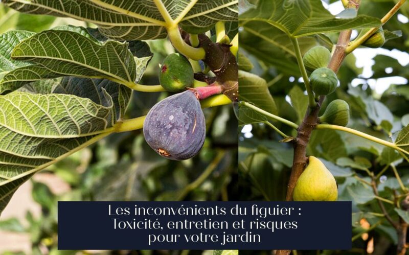 Les inconvénients du figuier : Toxicité, entretien et risques pour votre jardin