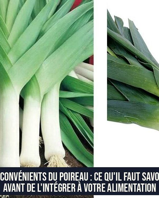 Inconvénients du poireau : Ce qu'il faut savoir avant de l'intégrer à votre alimentation