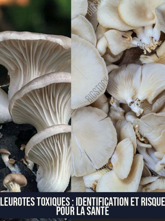 Pleurotes Toxiques : Identification et Risques pour la Santé