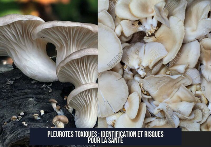 Pleurotes Toxiques : Identification et Risques pour la Santé