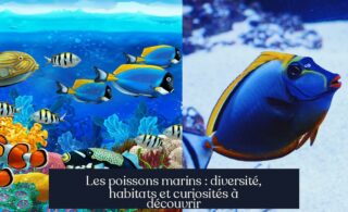 Les poissons marins : diversité, habitats et curiosités à découvrir