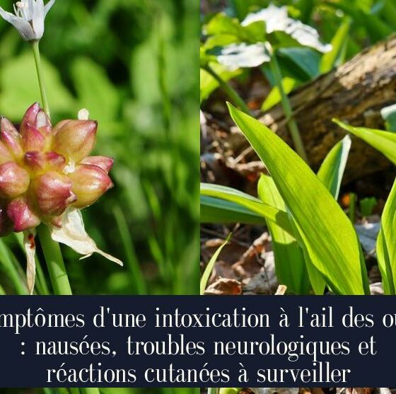 Symptômes d'une intoxication à l'ail des ours : nausées, troubles neurologiques et réactions cutanées à surveiller