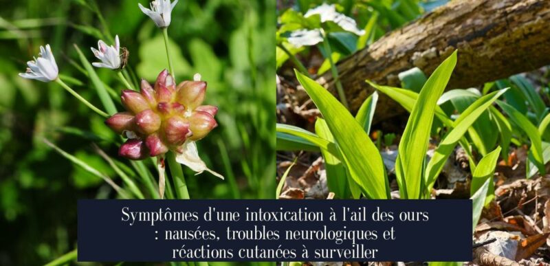 Symptômes d'une intoxication à l'ail des ours : nausées, troubles neurologiques et réactions cutanées à surveiller