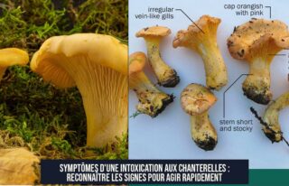 Symptômes d'une intoxication aux chanterelles : reconnaître les signes pour agir rapidement