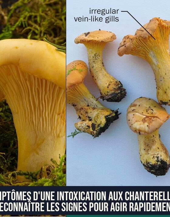 Symptômes d'une intoxication aux chanterelles : reconnaître les signes pour agir rapidement