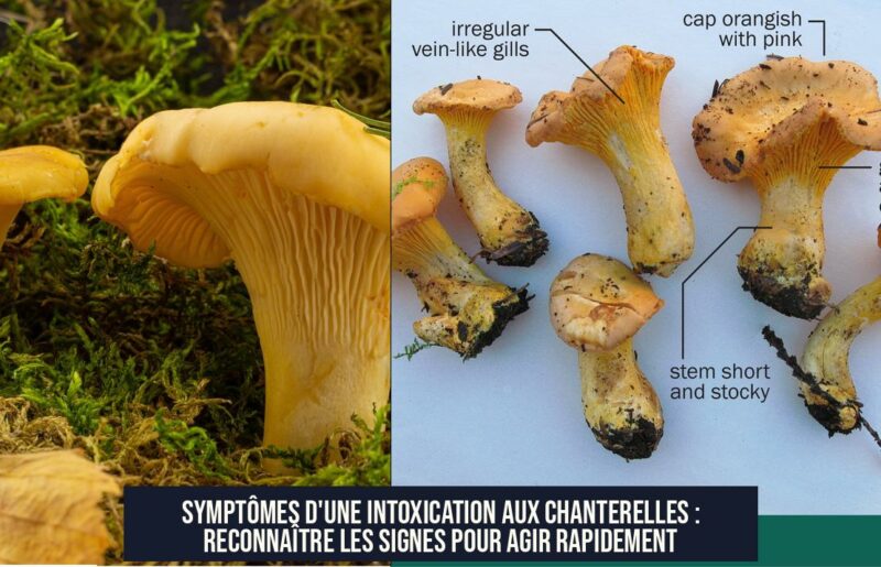 Symptômes d'une intoxication aux chanterelles : reconnaître les signes pour agir rapidement