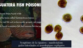 Symptômes de la ciguatera : manifestations gastro-intestinales et neurologiques expliquées