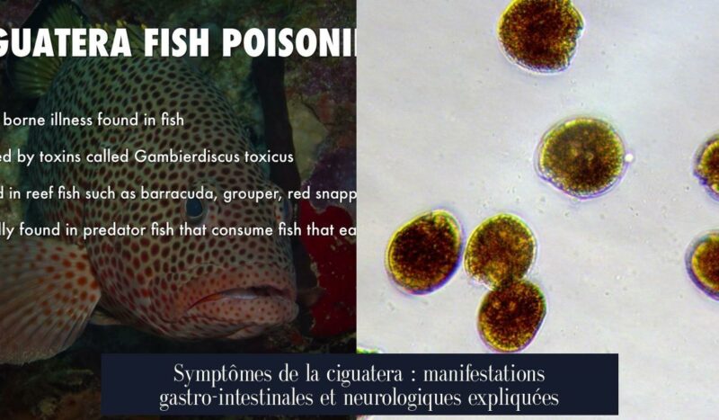 Symptômes de la ciguatera : manifestations gastro-intestinales et neurologiques expliquées
