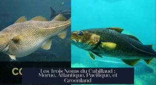 Les Trois Noms du Cabillaud : Morue, Atlantique, Pacifique, et Groenland