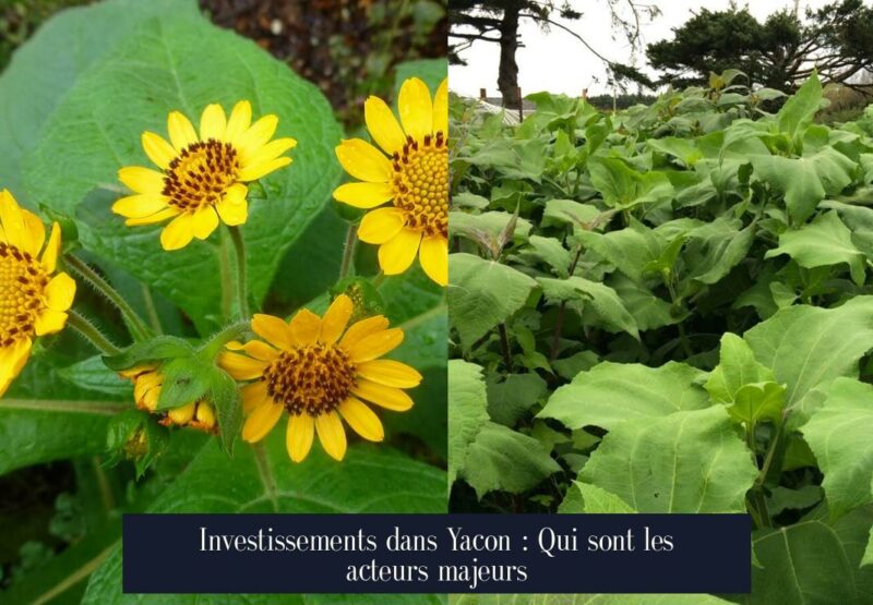 Investissements dans Yacon : Qui sont les acteurs majeurs