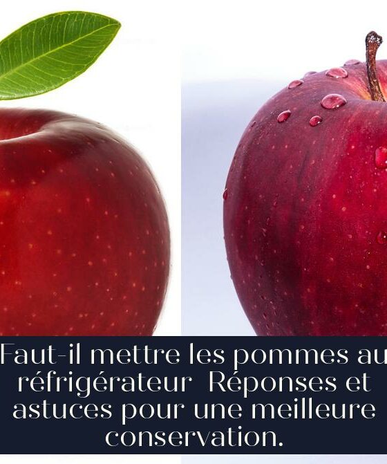 Faut-il mettre les pommes au réfrigérateur Réponses et astuces pour une meilleure conservation.
