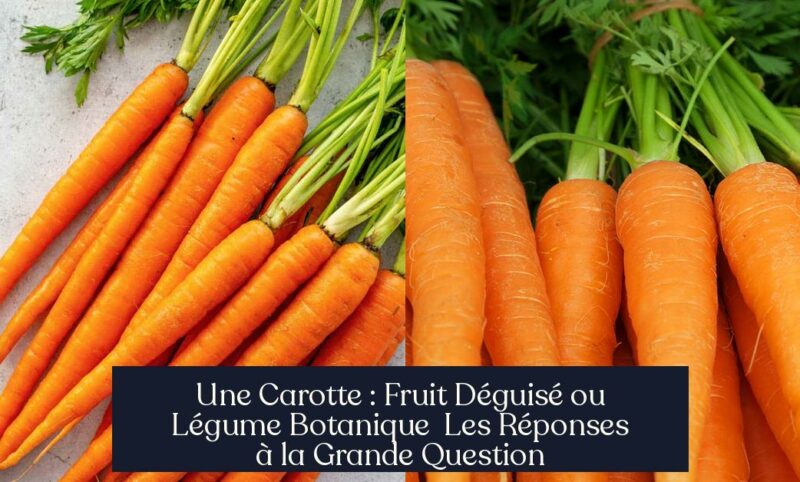 Une Carotte : Fruit Déguisé ou Légume Botanique Les Réponses à la Grande Question