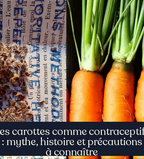 Les carottes comme contraceptifs : mythe, histoire et précautions à connaître