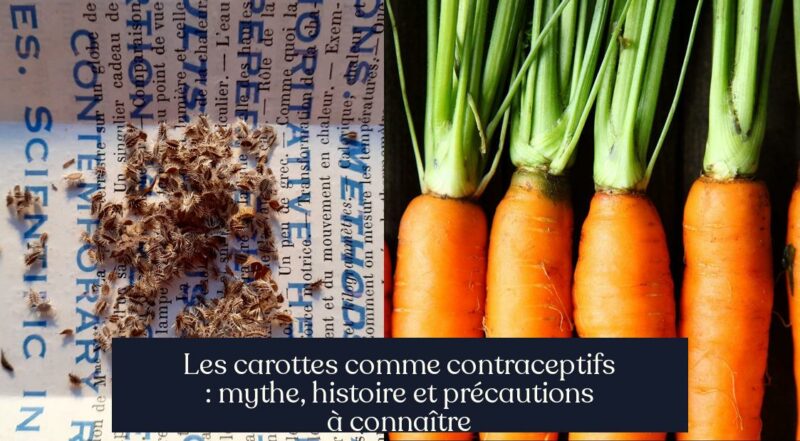 Les carottes comme contraceptifs : mythe, histoire et précautions à connaître