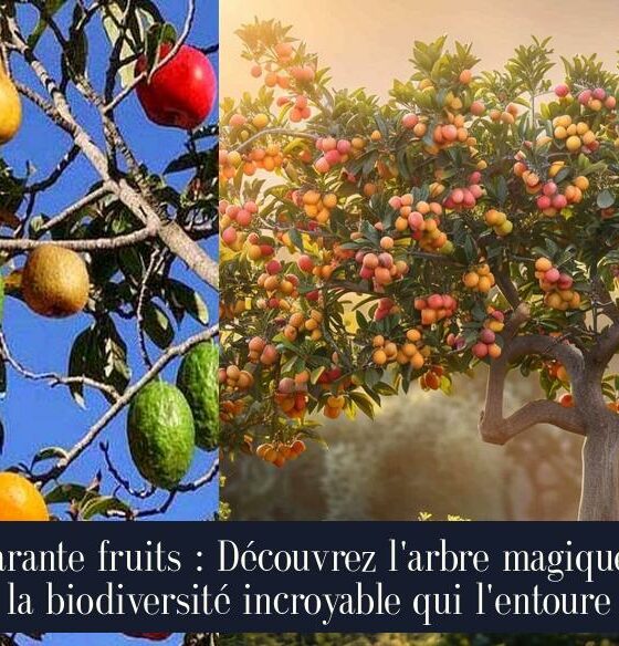 Quarante fruits : Découvrez l'arbre magique et la biodiversité incroyable qui l'entoure