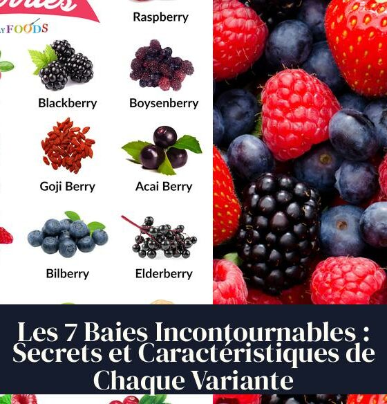 Les 7 Baies Incontournables : Secrets et Caractéristiques de Chaque Variante