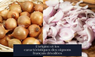 L'origine et les caractéristiques des oignons français dévoilées