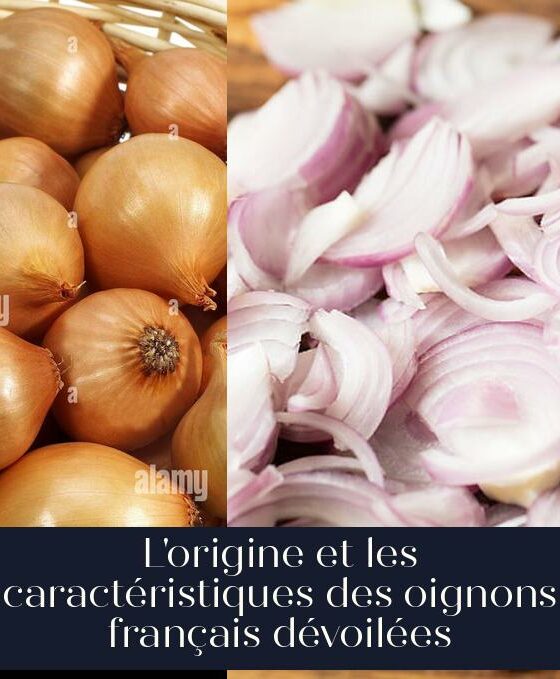 L'origine et les caractéristiques des oignons français dévoilées