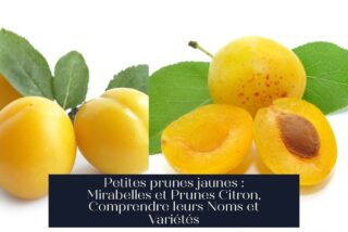 Petites prunes jaunes : Mirabelles et Prunes Citron, Comprendre leurs Noms et Variétés