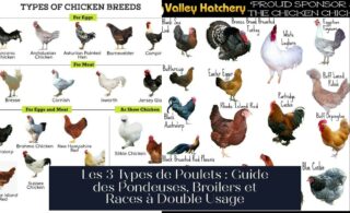 Les 3 Types de Poulets : Guide des Pondeuses, Broilers et Races à Double Usage
